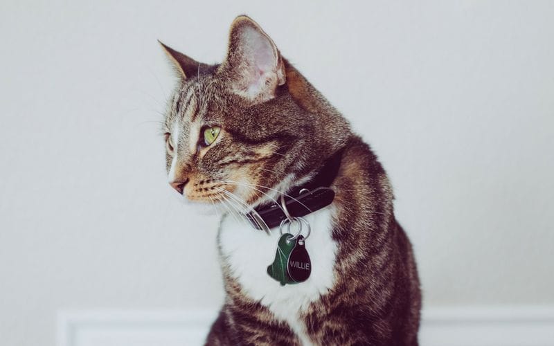 A cat looks into the distance while wearing a collar complete with tags.