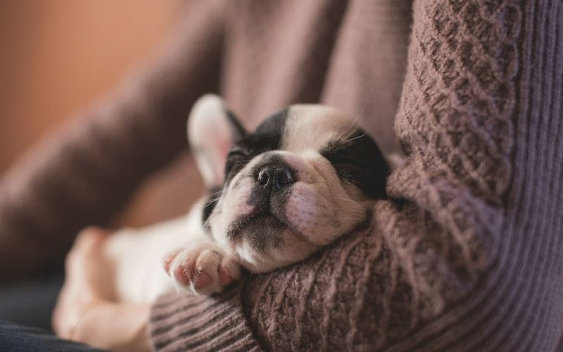 A French Bulldog puppy sleeps while being cradled in a human's arms.