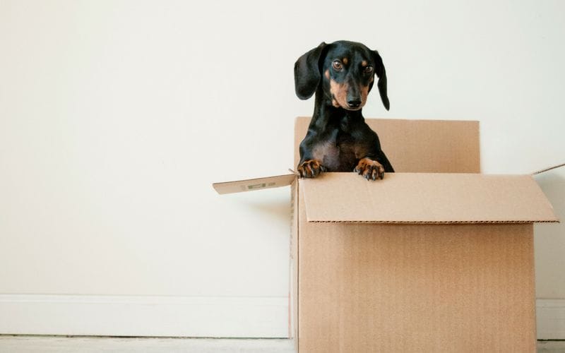 A dachshund stands on its hind legs while in a cardboard moving box.